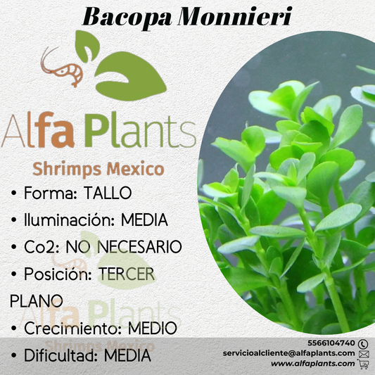 Bacopa Monnieri