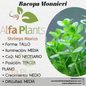 Bacopa Monnieri