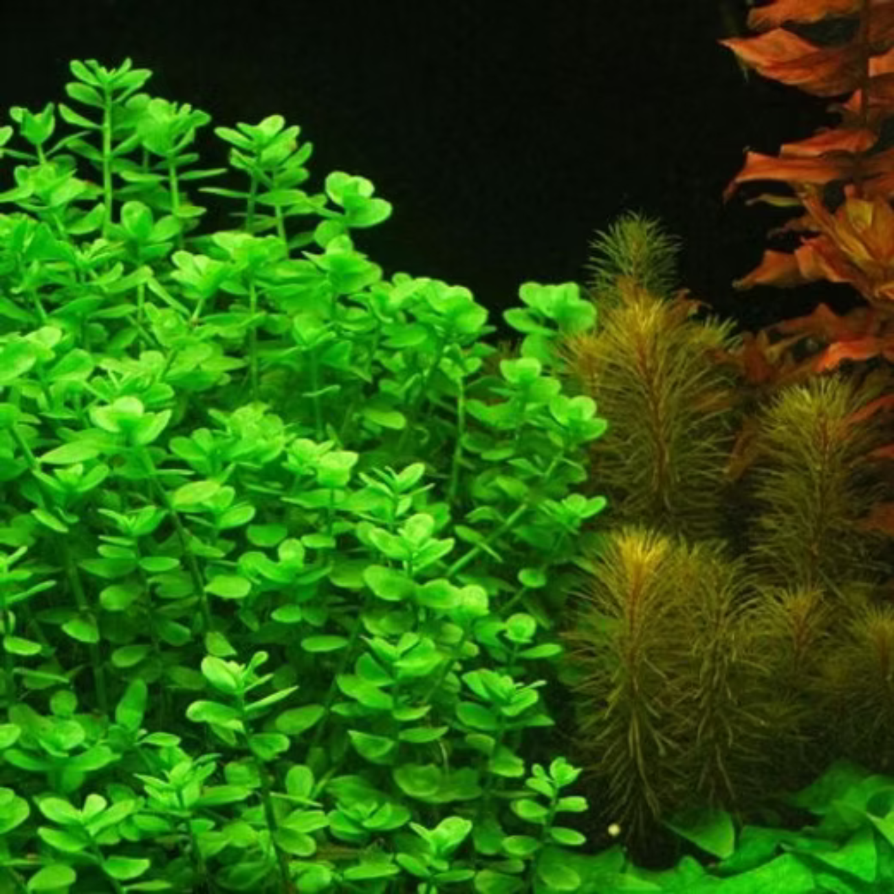 Bacopa Monnieri