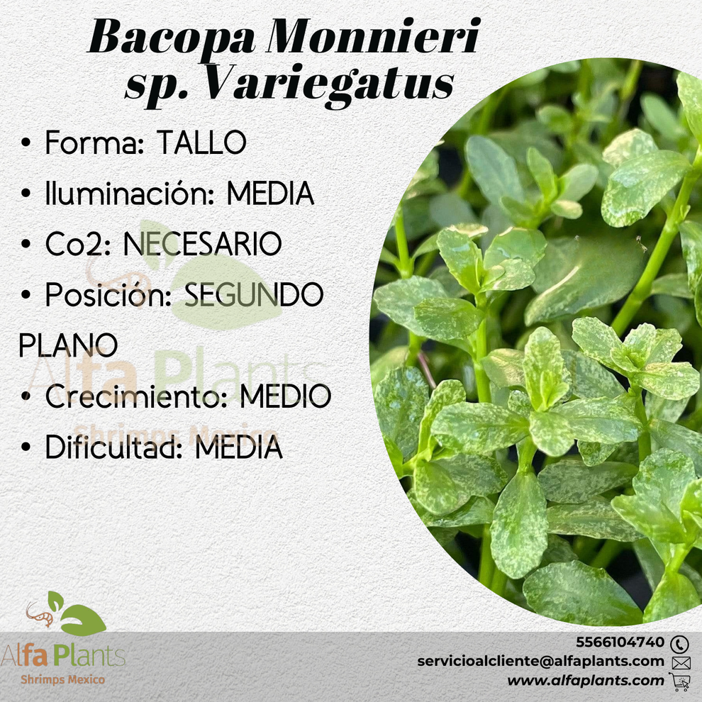Bacopa Monnieri sp. Variegatus – Alfa Plants Shrimps México