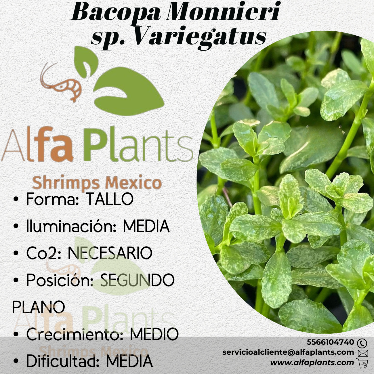 Bacopa Monnieri sp. Variegatus