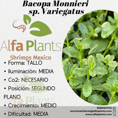 Bacopa Monnieri sp. Variegatus