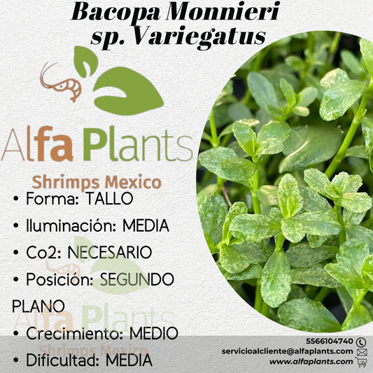 Bacopa Monnieri sp. Variegatus