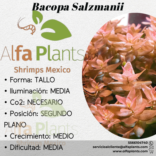 Bacopa Salzmanii