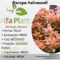 Bacopa Salzmanii