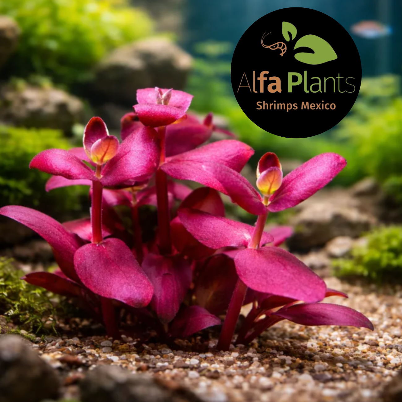 Bacopa Salzmannii Purple In-Vitro