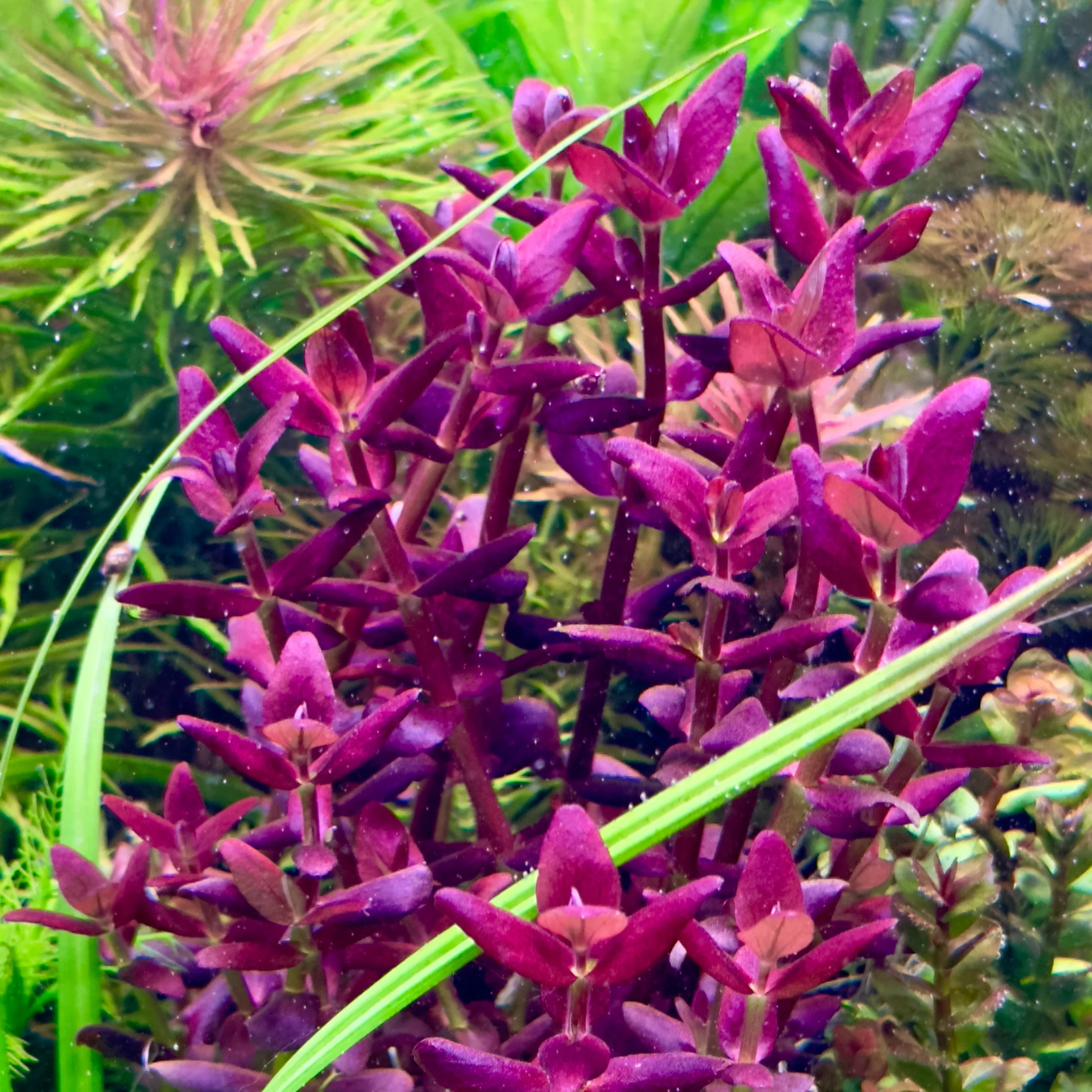 Bacopa Salzmannii Purple In-Vitro