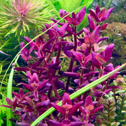 Bacopa Salzmannii Purple In-Vitro