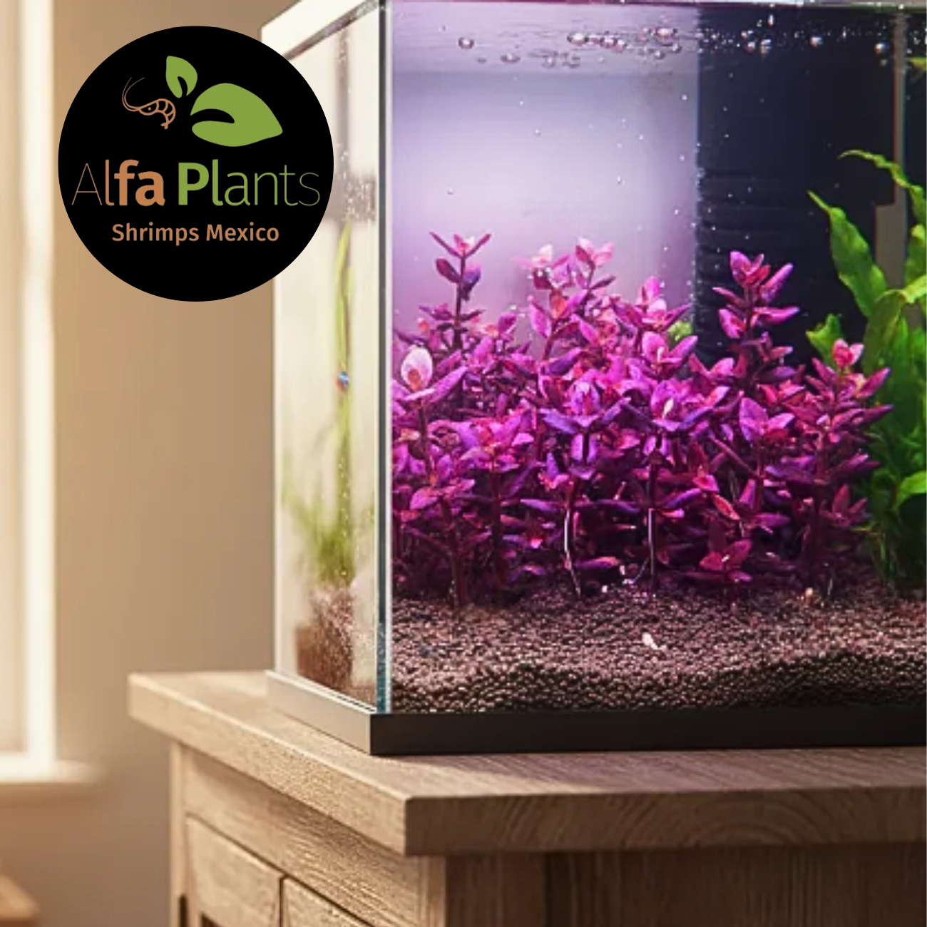 Bacopa Salzmannii Purple In-Vitro