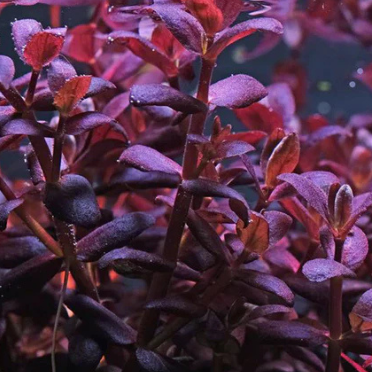 Bacopa Salzmannii Purple In-Vitro