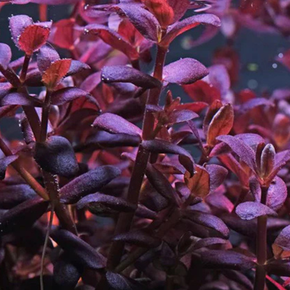 Bacopa Salzmannii Purple In-Vitro
