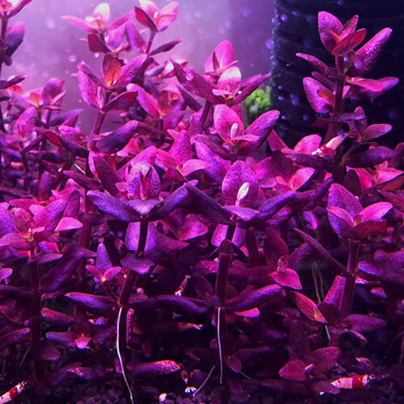 Bacopa Salzmannii Purple In-Vitro
