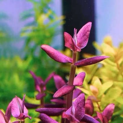 Bacopa Salzmannii Purple In-Vitro