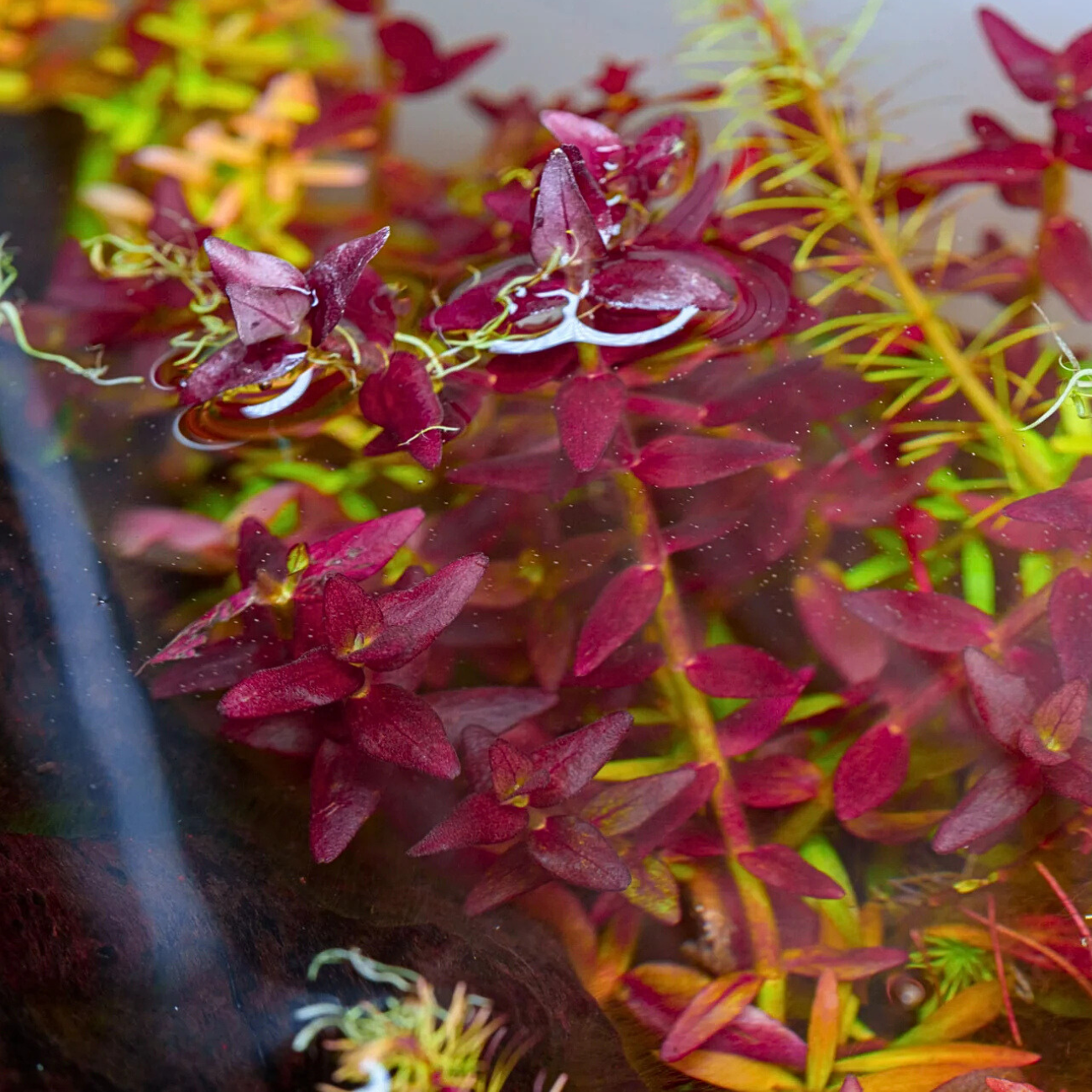 Bacopa Salzmannii Purple In-Vitro