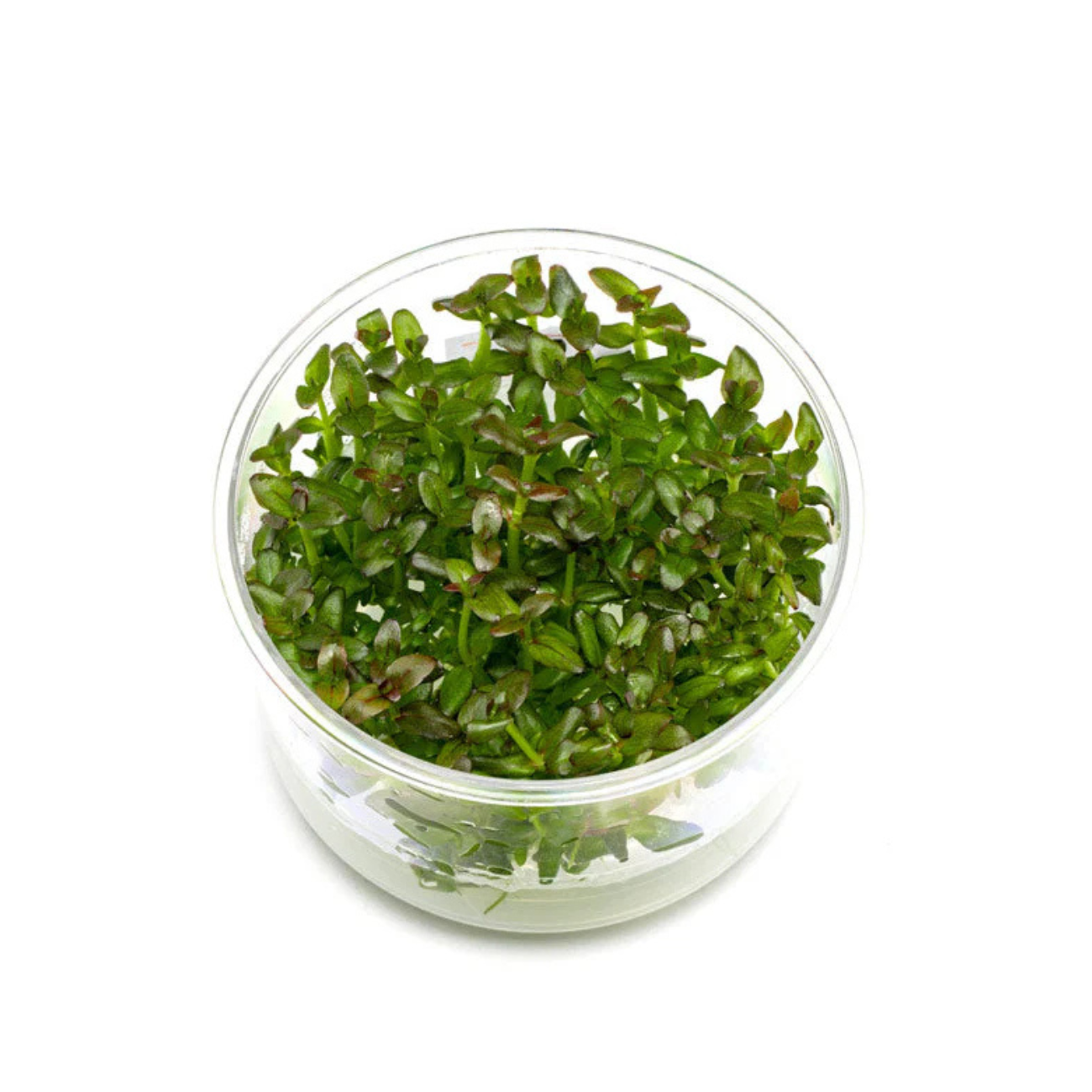 Bacopa Salzmannii Purple In-Vitro
