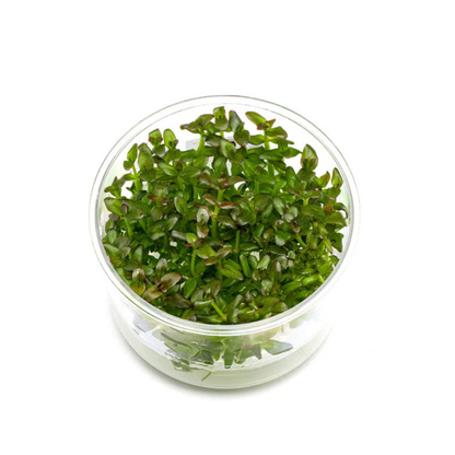 Bacopa Salzmannii Purple In-Vitro