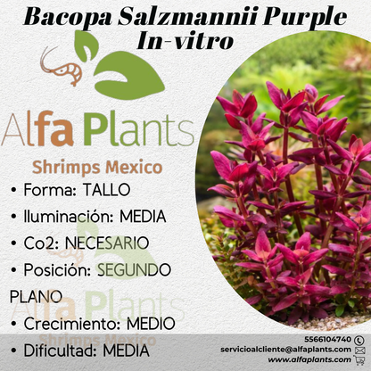 Bacopa Salzmannii Purple In-Vitro