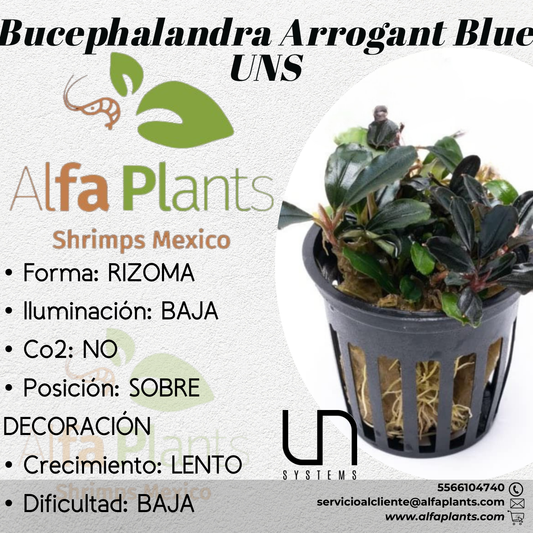 Bucephalandra Arrogant Blue