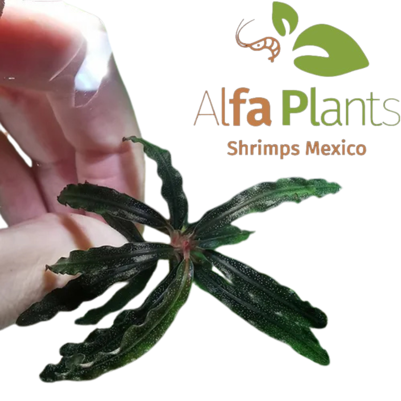 Bucephalandra Black Velvet