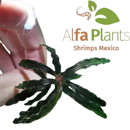 Bucephalandra Black Velvet