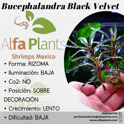 Bucephalandra Black Velvet