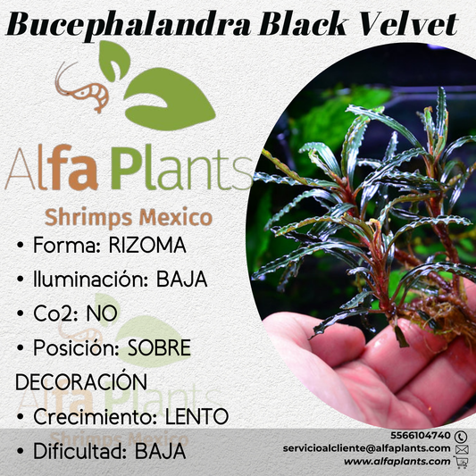 Bucephalandra Black Velvet