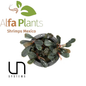 Bucephalandra Brownie Blue