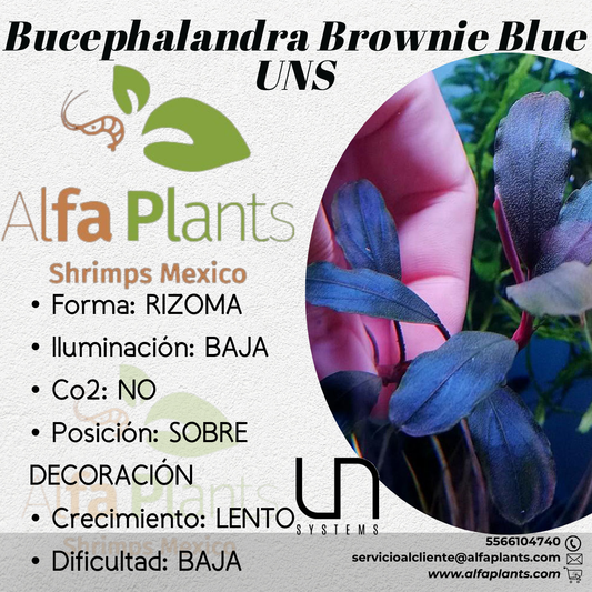 Bucephalandra Brownie Blue