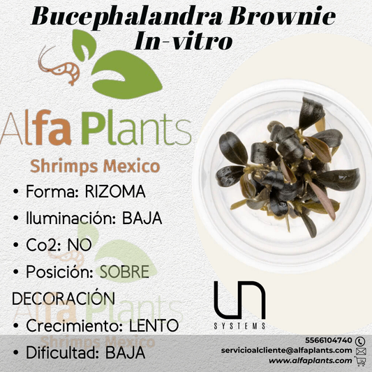 Bucephalandra Brownie Phoenix In-vitro Ultum Nature Systems