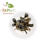Bucephalandra Brownie Phoenix In-vitro Ultum Nature Systems