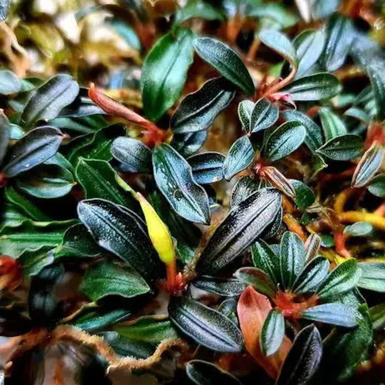Bucephalandra Brownie Phoenix In-vitro Ultum Nature Systems