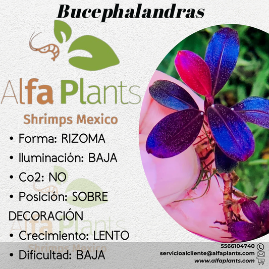 Bucephalandra distintas variedades