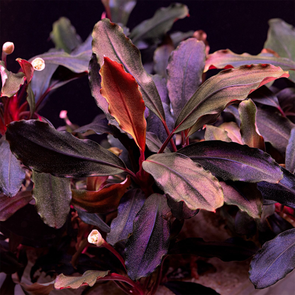 Bucephalandra distintas variedades