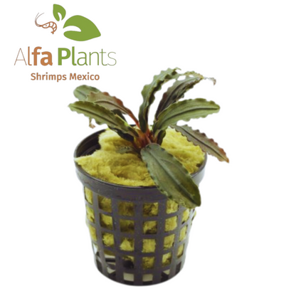 Bucephalandra Godzilla Green