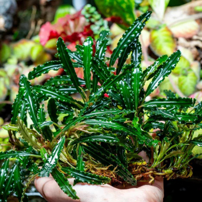 Bucephalandra Godzilla Green