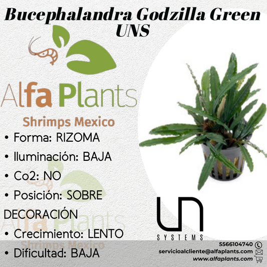 Bucephalandra Godzilla Green