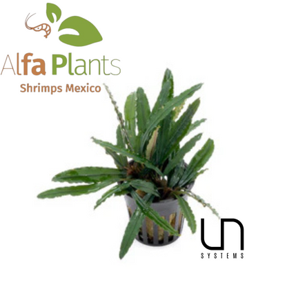 Bucephalandra Godzilla Green