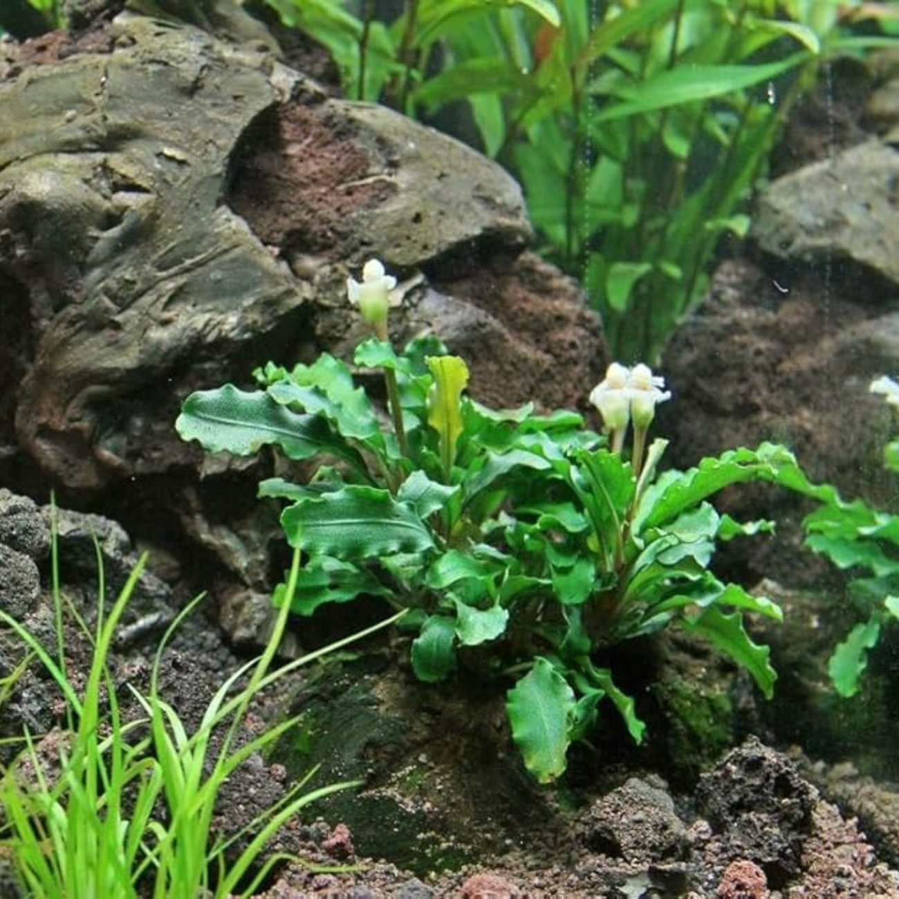 Bucephalandra Green Wavy