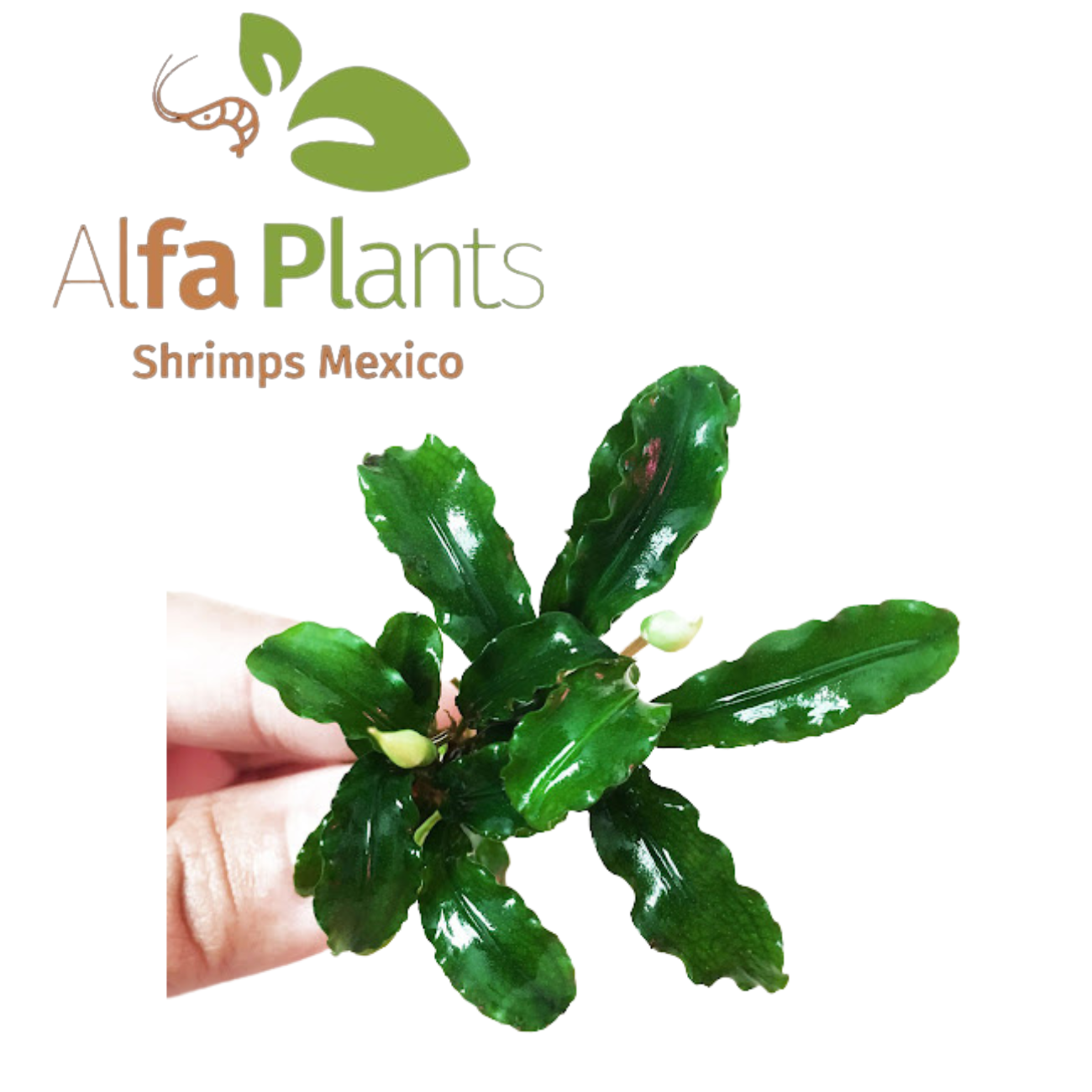 Bucephalandra Green Wavy