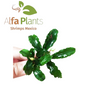 Bucephalandra Green Wavy