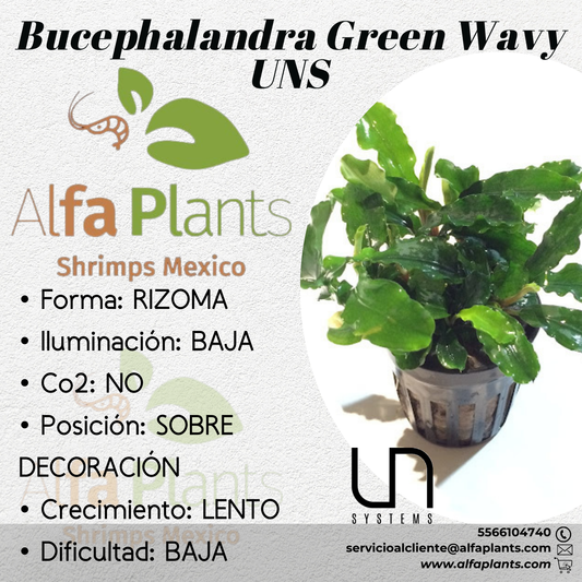 Bucephalandra Green Wavy