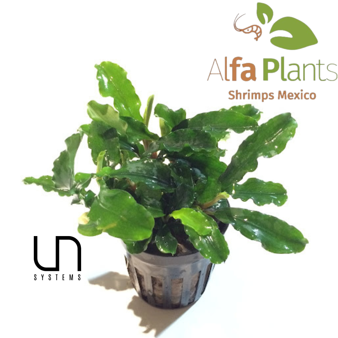Bucephalandra Green Wavy