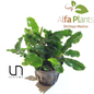 Bucephalandra Green Wavy
