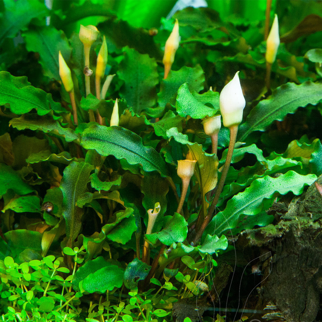 Bucephalandra Green Wavy In-vitro Ultum Nature Systems