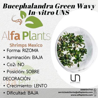 Bucephalandra Green Wavy In-vitro Ultum Nature Systems