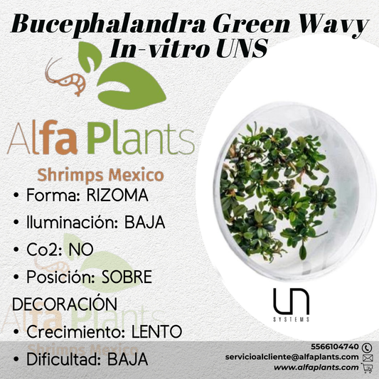 Bucephalandra Green Wavy In-vitro Ultum Nature Systems