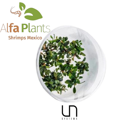 Bucephalandra Green Wavy In-vitro Ultum Nature Systems