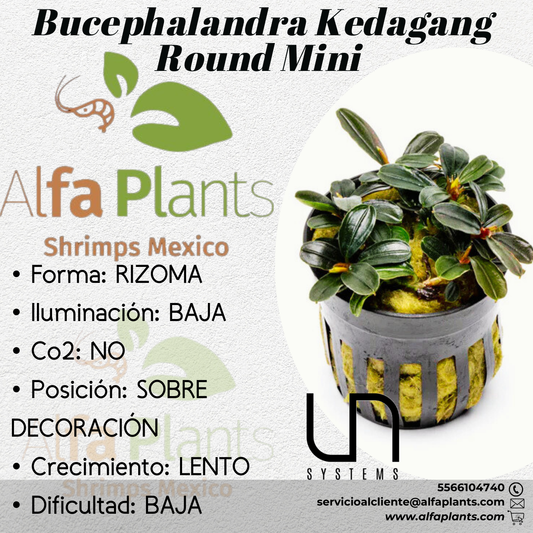 Bucephalandra Kedagang Round Mini
