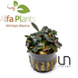 Bucephalandra Kedagang Round Mini