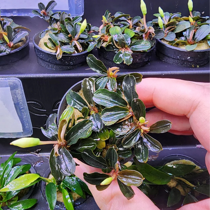 Bucephalandra Kedagang Round Mini